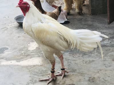 Heera rooster availble for new shelter