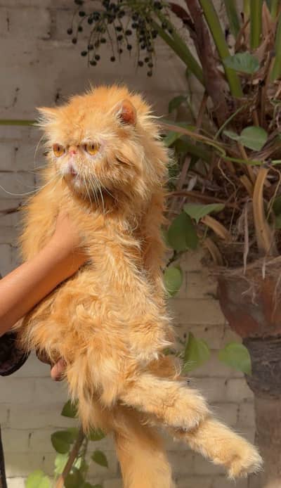 pure picky face female