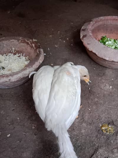 750×2=1500 . heera pair . 03330031118 watsap number.