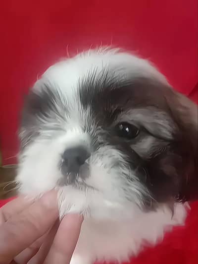 cute shihtzu puppy female