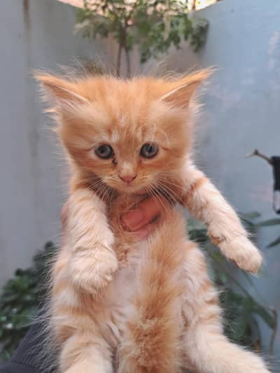 Persian cat kitten
