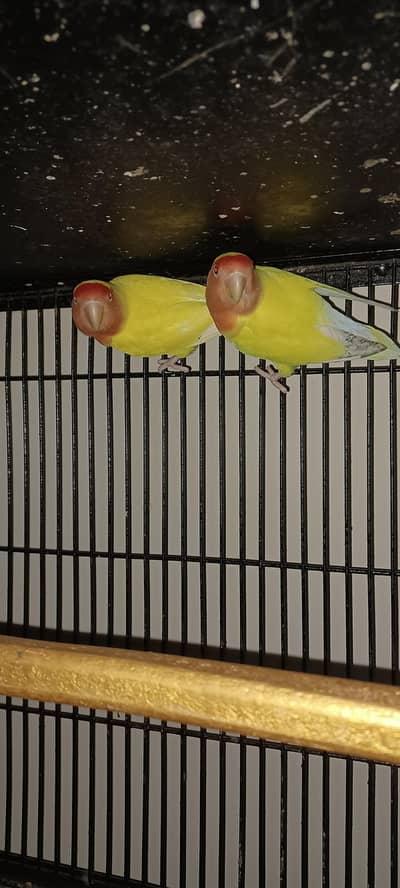lovebirds