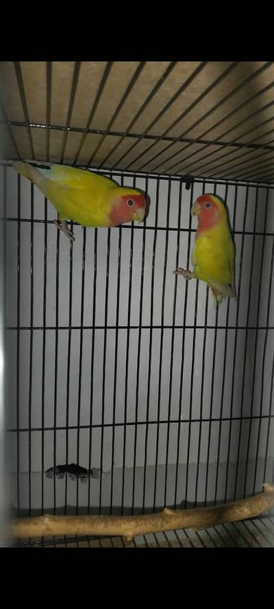 Common lutino love birds