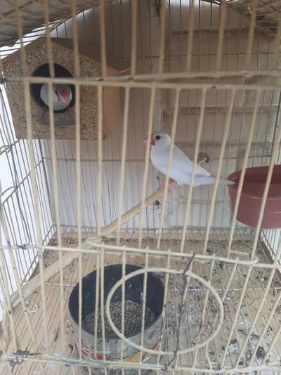 breader jawa pair for sale. .