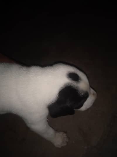 pointer dog best white colure