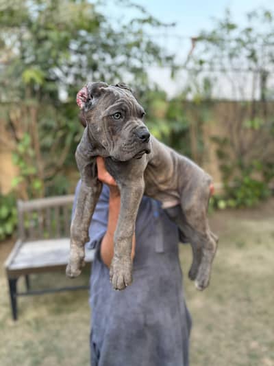 Cane Corso Puppy For Sale