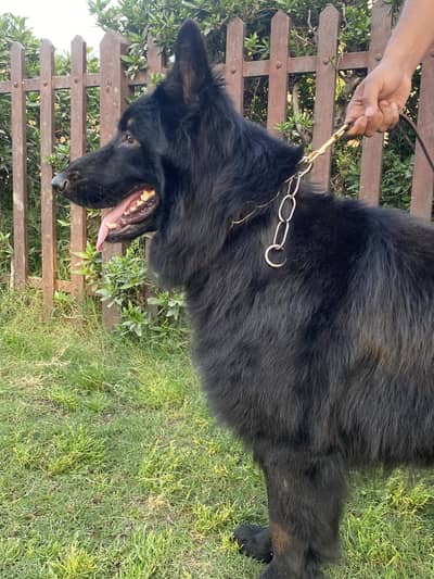 Black German Shepherd Male (Only For Stud)