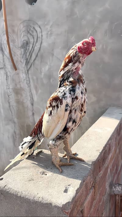 High quality Aseel Available cargo available all pks