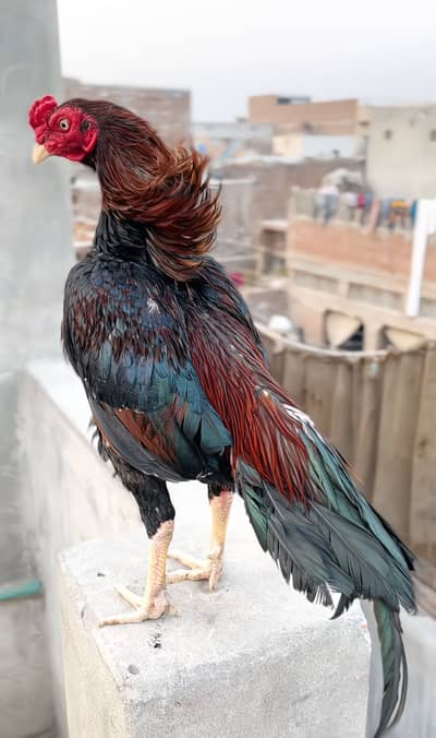 High quality Aseel Available cargo available all pks