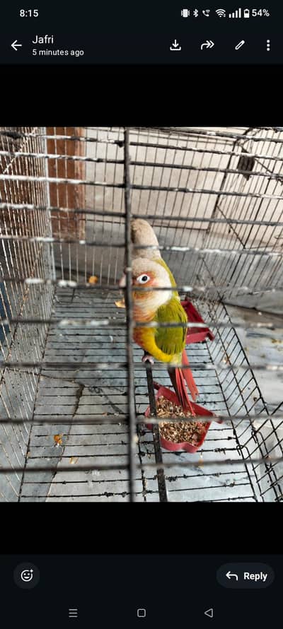 pineapple sun conure parrot breeding pair