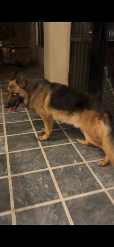 German Shepherd 2.5 Years