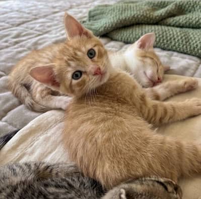 Healthy Persian kitten for adoption free