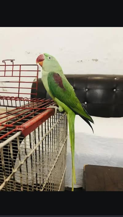 parrot female for sale