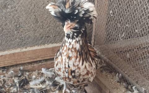 Tolbunt Polish / Light/Blue Brahma Set