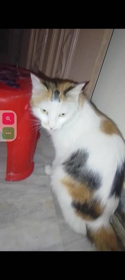 Home special cat with baby female very beautiful
