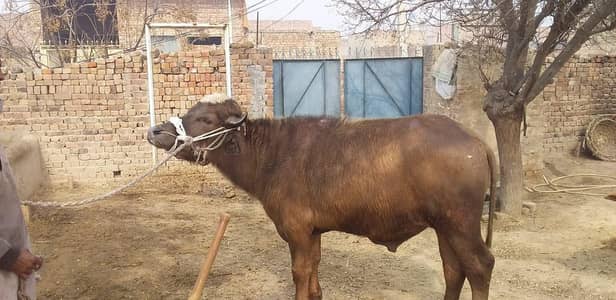 Katta for sale Male  buffalo Healthy