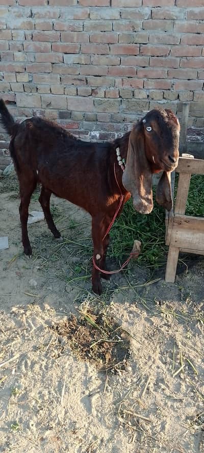 Dundi Bakri Urgent sell 47500