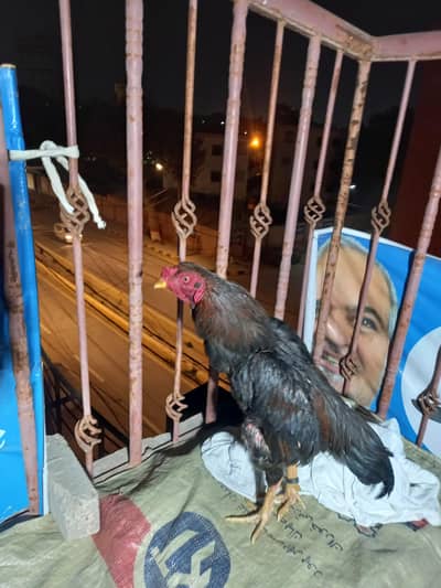 mianwali 0 size aseel