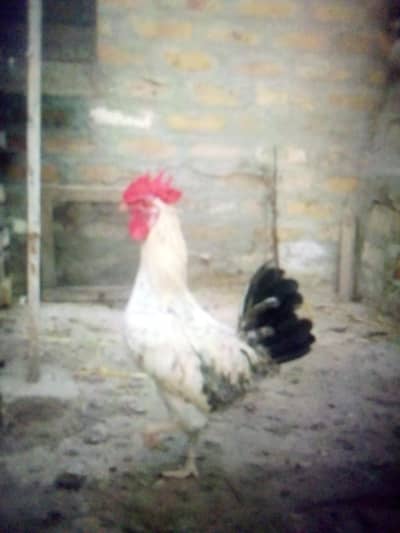 daisy murkhay healthy ,active