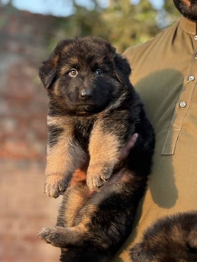 pink ped female pups