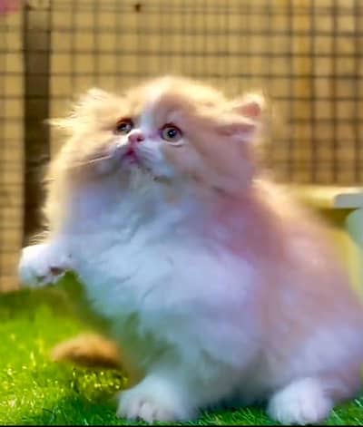 Cat | Kittens | Persian Cat Baby | ωâtsp /\/\€$ 06 | 5୨8 | 6719