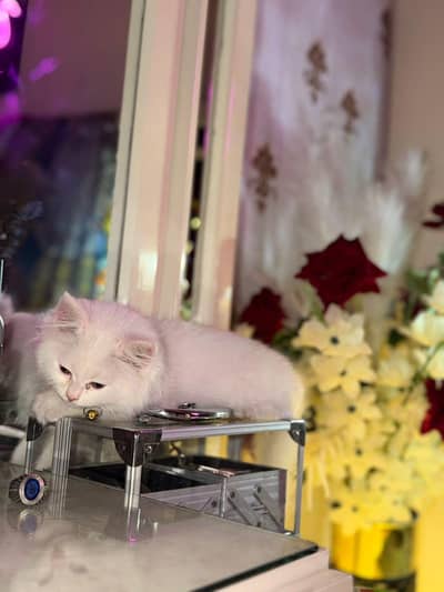 triple court persian