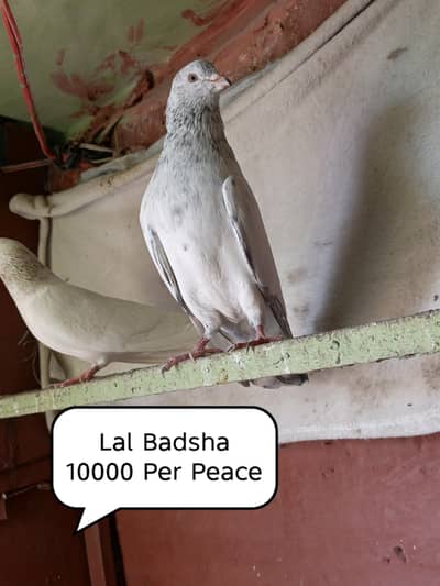 Pigeon Ki Tamam  Nasal Majood