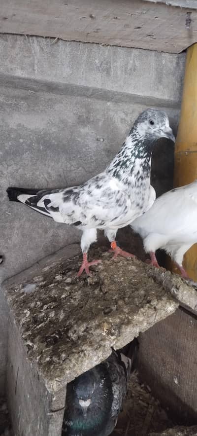 2 madiyan joron wali high quality breeder