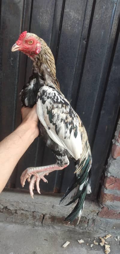 Aseel Cheena Java  Patha