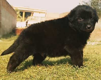 German Shepherd puppies for sale