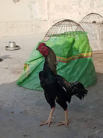 heigh quality patha urgent for sale