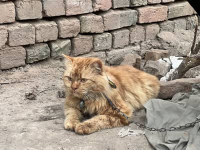 Brown Persian Cat for sale urgent sale | 03290829207 | Beautiful cat