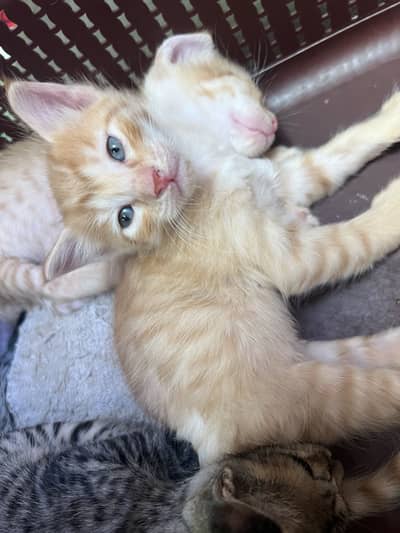 Healthy n active Persian kittens