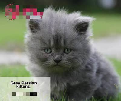 Persian kitten
