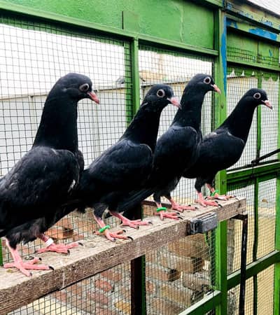 Neely aur Teddy bchy