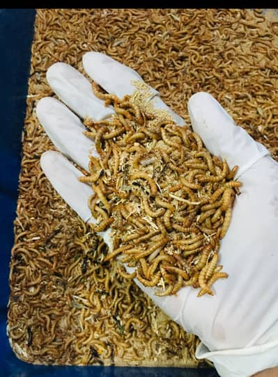 Mealworms