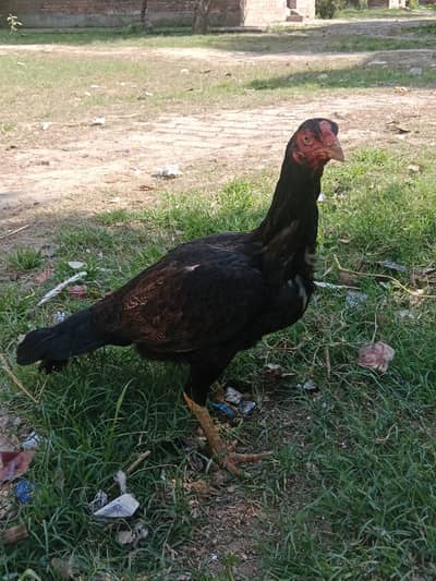 Aseel pairs available