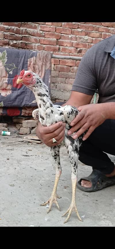 long hight aseel phata