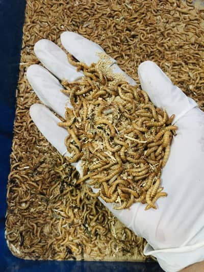 Fresh and live mealworms