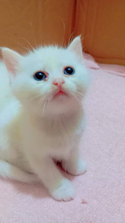 Cute Persian Kitten for Sale – 7 Weeks Old – Healthy & Playful