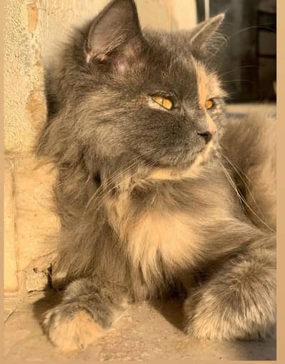 Maine coon grey female cat for sale healthy and playful