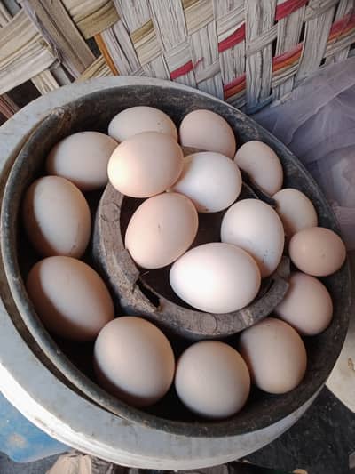 RIR EGGS FOR SALE