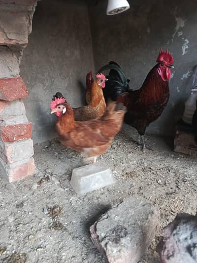 Misri murgiya or murga 03019096127