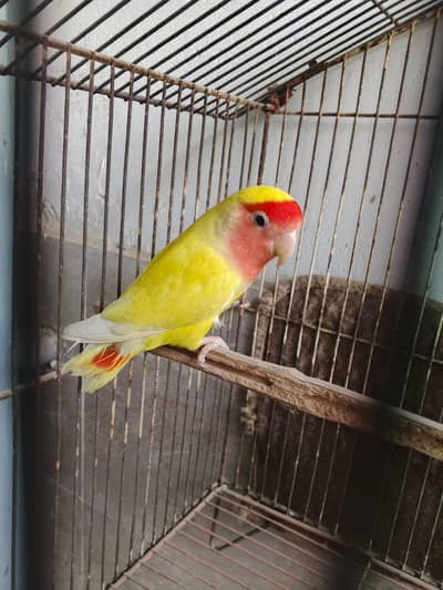 Foster pair with 6 chick 5000