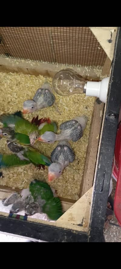 sunconure and redwigs  03280058008 contact