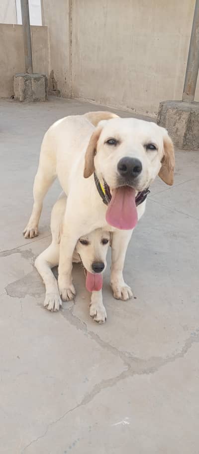 labrador