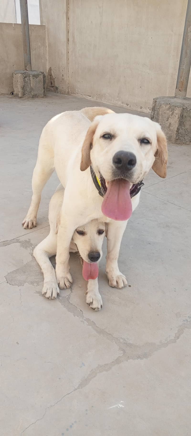 labrador 0