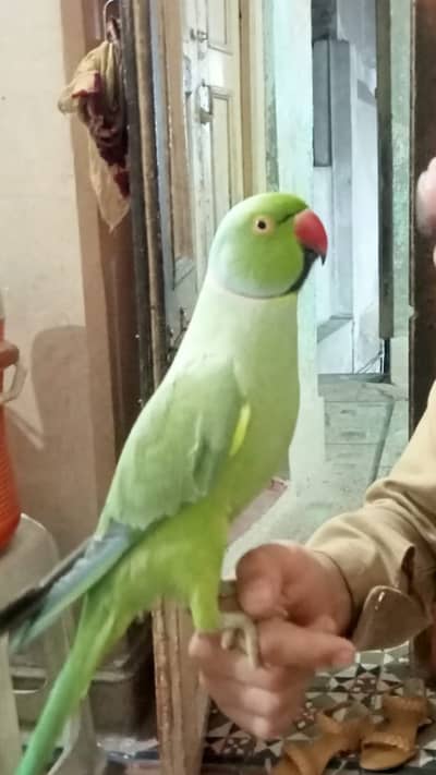 ring neck face to face TALKING