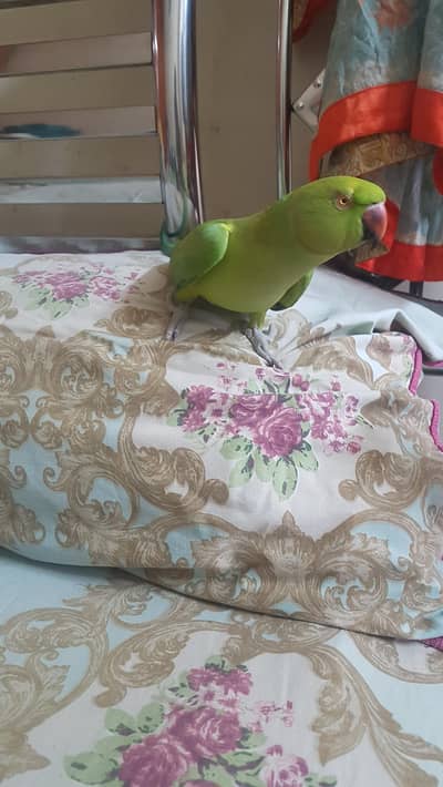 ring nick payrot good size talking