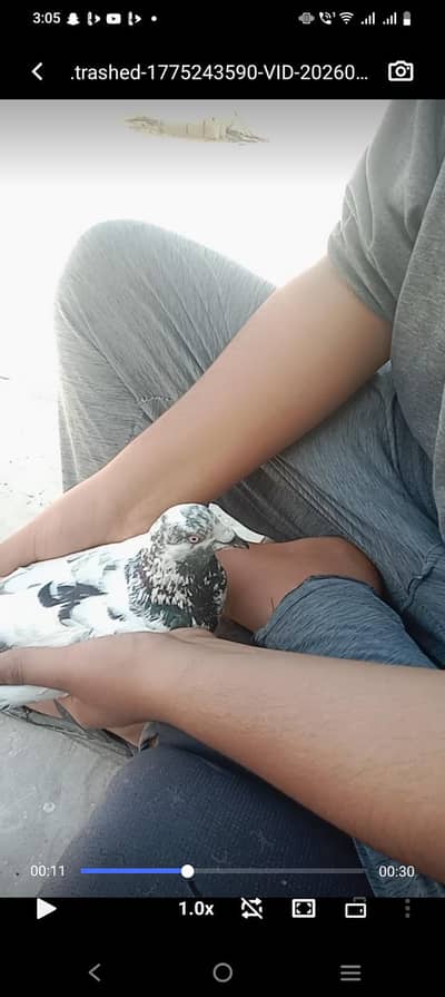 mix pigeon gola and pati Wala contact number 03072149677